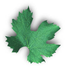 leaf