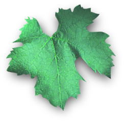 leaf