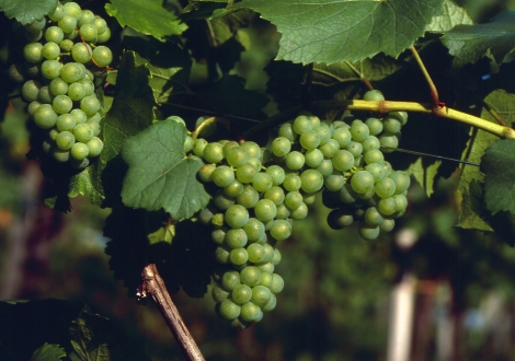 СОРТУ СОВИНЬОН БЛАН - 900 ЛЕТ!